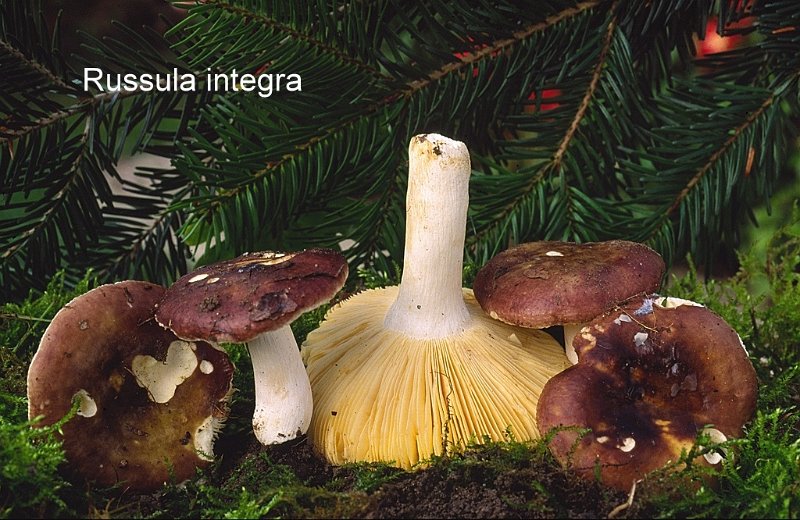 Russula integra-amf1686-2.jpg - Russula integra ; Syn1: Russula polychroma ; Syn2: Russula fusca Quél ; Nom français: Russule des épicéas